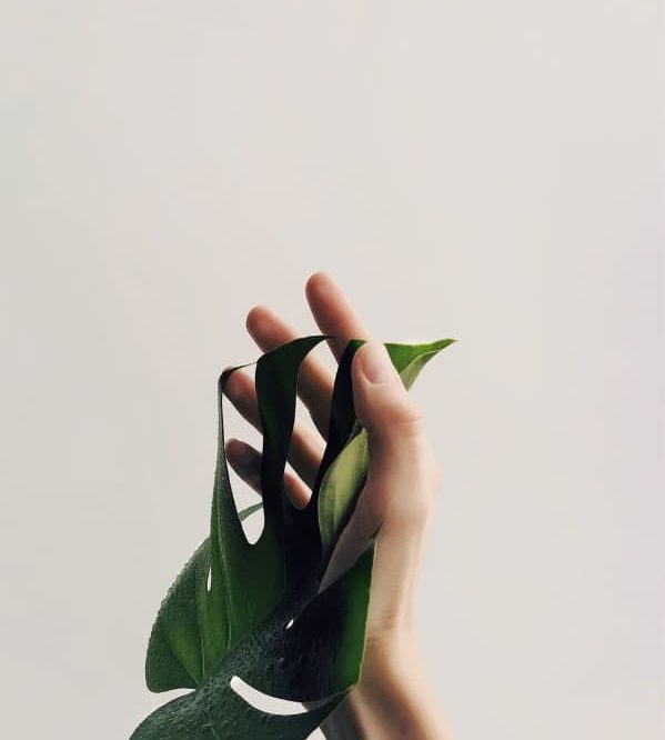 Hand & Plant